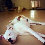 daycare pic 43 - Hank and Bella
